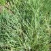Fingergrass
